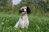 SETTER ANGLAIS 304